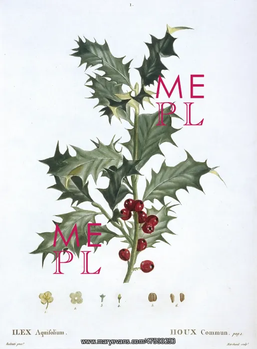 : Ilex aquifolium, common holly : Ilex aquifolium, common holly