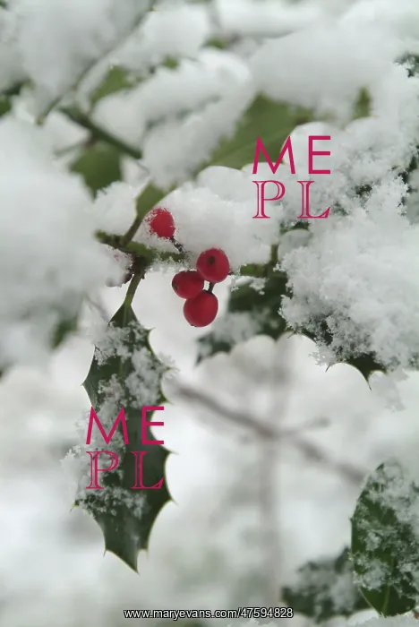 : Ilex aquifolium, holly : Ilex aquifolium, holly