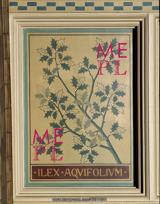 : Ilex aquifolium, holly : Ilex aquifolium, holly