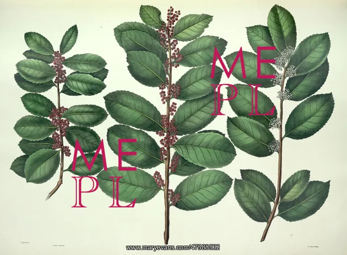 : Ilex paraguensis, yerba mate : Ilex paraguensis, yerba mate