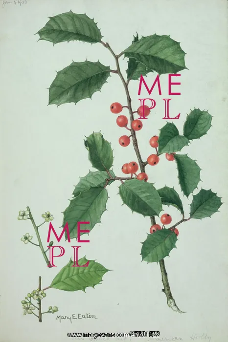 : Ilex sp. Illustration of Holly by Mary E. Eaton (1873-1961) : Ilex sp. Illustration of Holly by Mary E. Eaton (1873-1961)