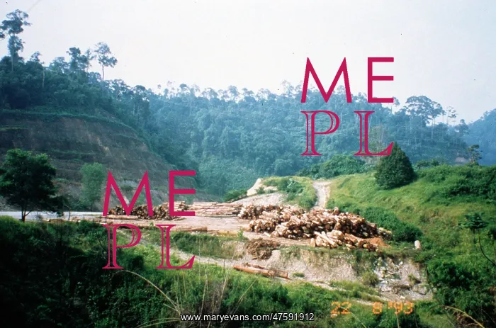 : Illegal logging : Illegal logging