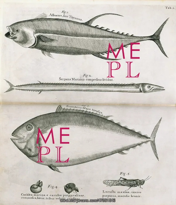 : Illustrated pages : Illustrated pages