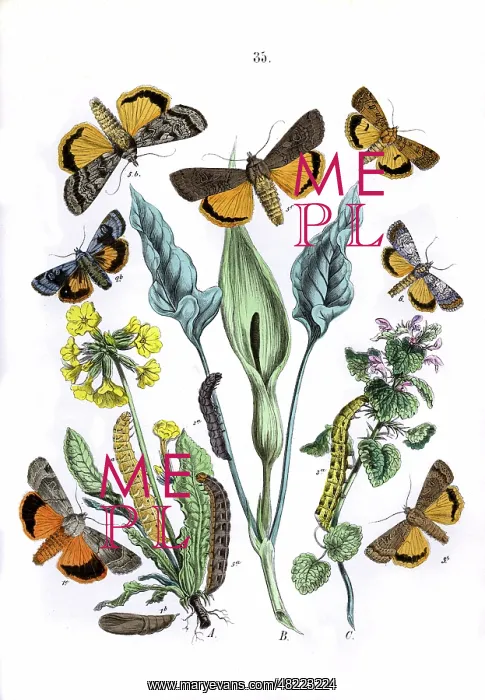 : Illustration, Agrotidae : Illustration, Agrotidae