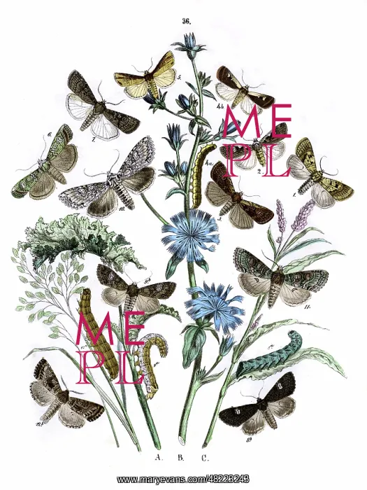 : Illustration, Agrotidae -- Hadenidae : Illustration, Agrotidae -- Hadenidae