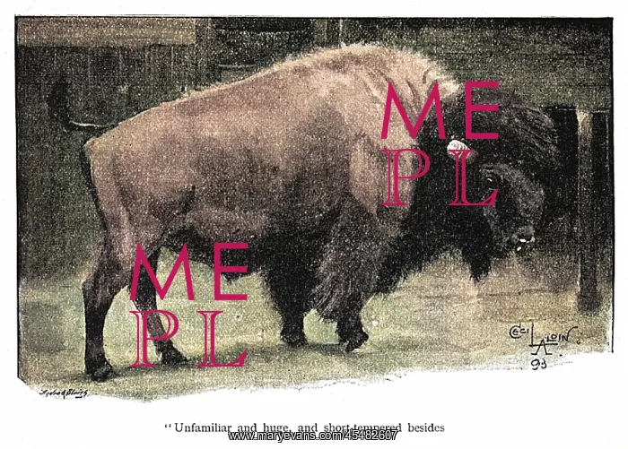 : Illustration, American bison in a zoo : Illustration, American bison in a zoo