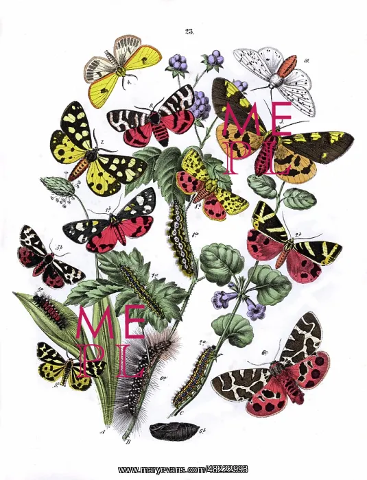 : Illustration, Arctiidae : Illustration, Arctiidae
