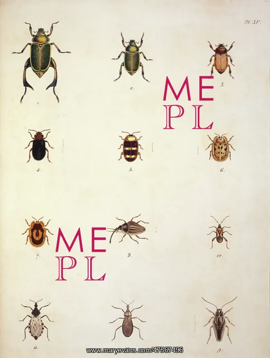 : Illustration of beetles : Illustration of beetles
