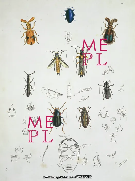: Illustration of beetles : Illustration of beetles