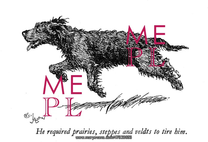: Illustration of a black dog by Cecil Aldin : Illustration of a black dog by Cecil Aldin