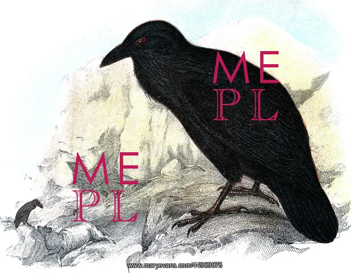 : Illustration Black Raven On Ledge Looking Down On Scavenging : Illustration Black Raven On Ledge Looking Down On Scavenging