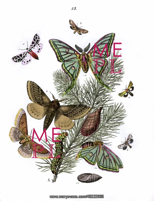 : Illustration, Bombyces : Illustration, Bombyces