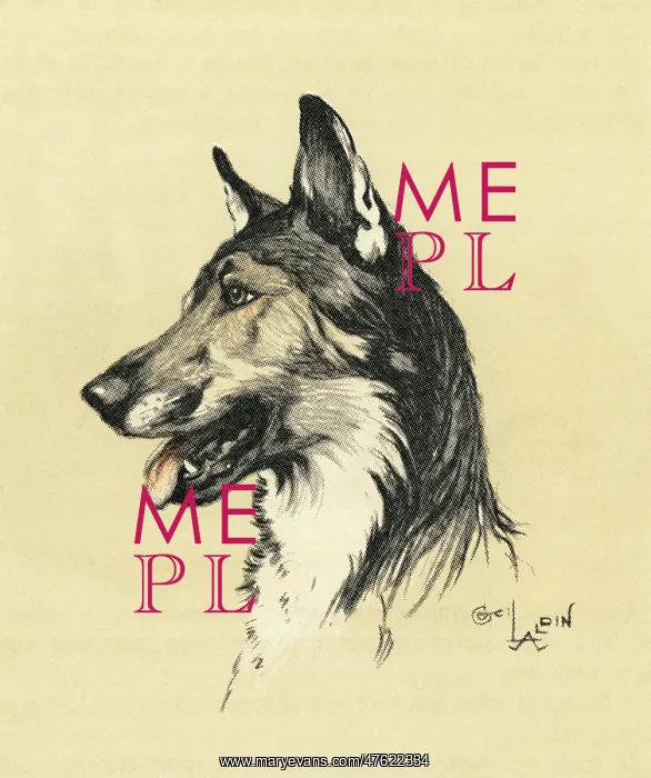  : Illustration by Cecil Aldin, Alsatian head study