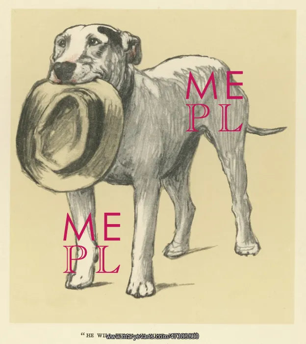 : Illustration by Cecil Aldin, a bull terrier with a hat : Illustration by Cecil Aldin, a bull terrier with a hat