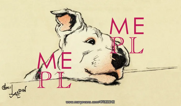 : Illustration by Cecil Aldin, bull terrier head study : Illustration by Cecil Aldin, bull terrier head study