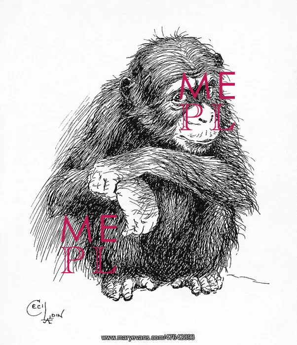 : Illustration by Cecil Aldin, The Chimpanzee : Illustration by Cecil Aldin, The Chimpanzee