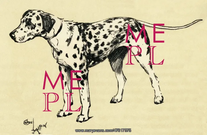  : Illustration by Cecil Aldin, a Dalmatian