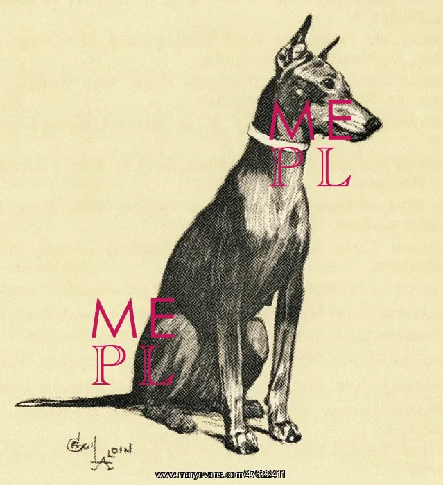 : Illustration by Cecil Aldin, a Doberman pinscher : Illustration by Cecil Aldin, a Doberman pinscher