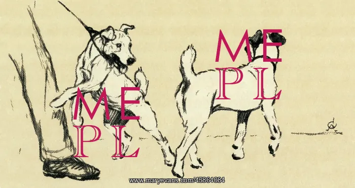 : Illustration by Cecil Aldin, dog walking : Illustration by Cecil Aldin, dog walking