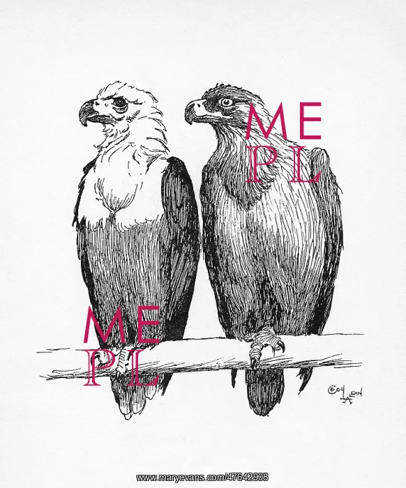 : Illustration by Cecil Aldin, Two Eagles : Illustration by Cecil Aldin, Two Eagles