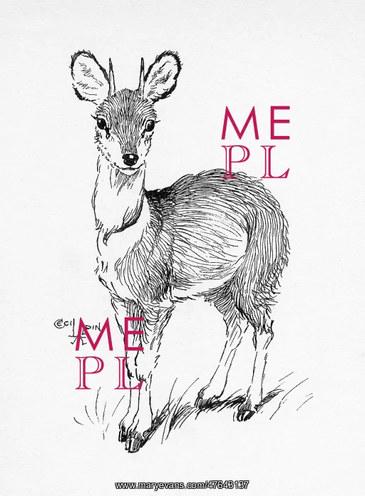  : Illustration by Cecil Aldin, The Klipspringer