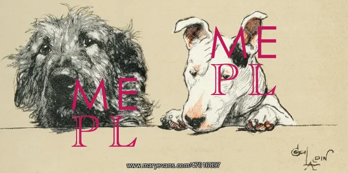 : Illustration by Cecil Aldin, Micky and Cracker : Illustration by Cecil Aldin, Micky and Cracker