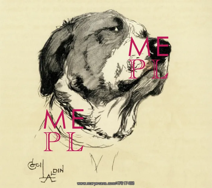 : Illustration by Cecil Aldin, Saint Bernard posing : Illustration by Cecil Aldin, Saint Bernard posing