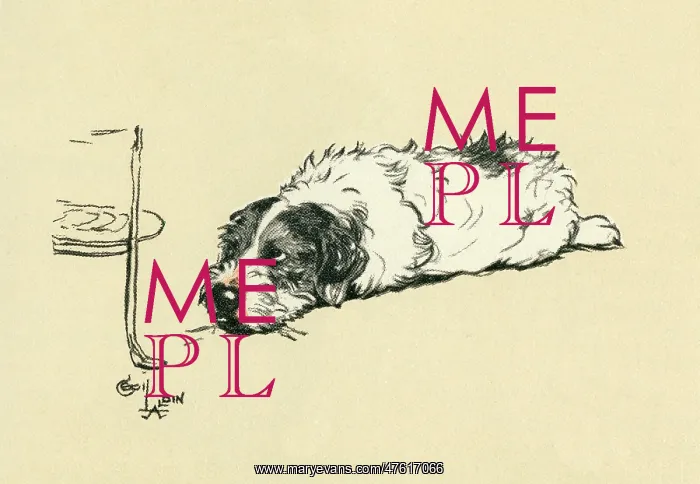 : Illustration by Cecil Aldin, Sealyham terrier : Illustration by Cecil Aldin, Sealyham terrier