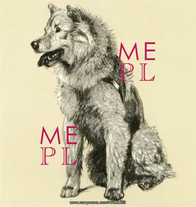 : Illustration by Cecil Aldin, study of a Chow : Illustration by Cecil Aldin, study of a Chow