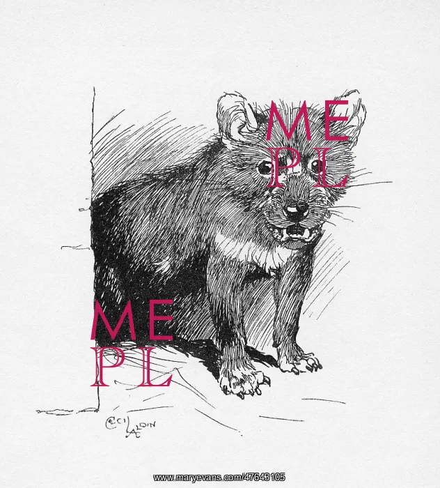  : Illustration by Cecil Aldin, The Tasmanian Devil