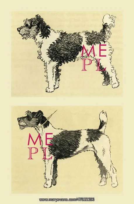  : Illustration by Cecil Aldin, terrier before and after