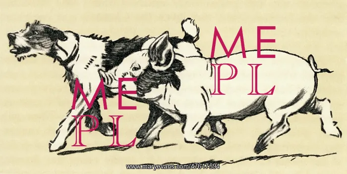 : Illustration by Cecil Aldin, terrier and pig : Illustration by Cecil Aldin, terrier and pig