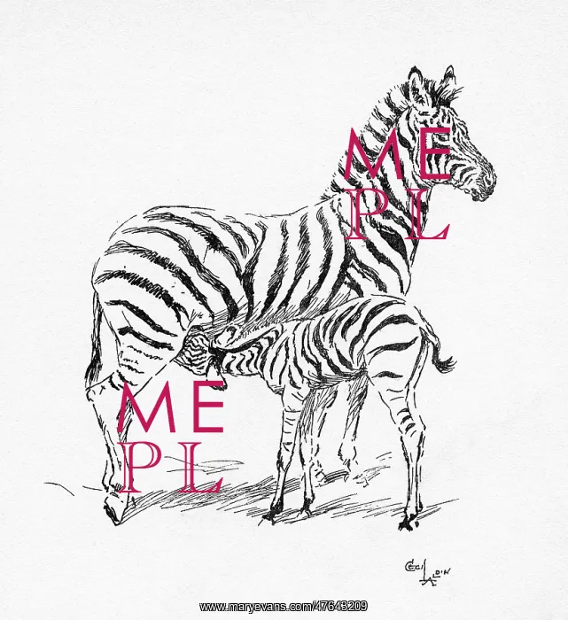 : Illustration by Cecil Aldin, The Zebra : Illustration by Cecil Aldin, The Zebra