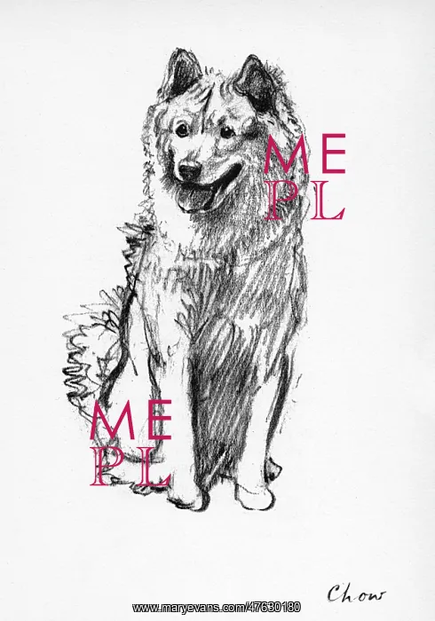  : Illustration of a Chow by Cecil Aldin