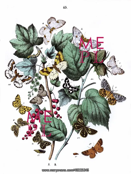 : Illustration, Dendrometridae : Illustration, Dendrometridae