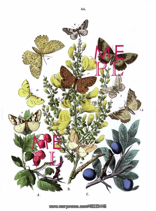 : Illustration, Dendrometridae : Illustration, Dendrometridae