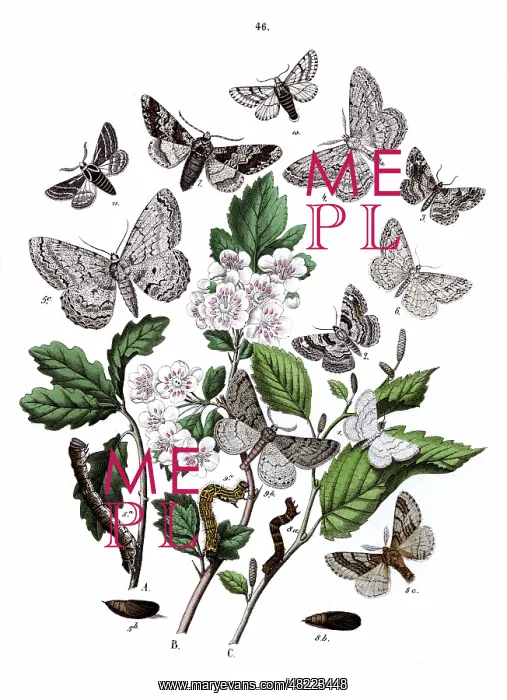 : Illustration, Dendrometridae : Illustration, Dendrometridae