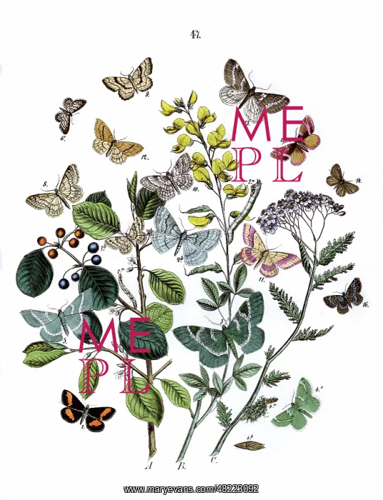 : Illustration, Dendrometridae -- Phytometridae : Illustration, Dendrometridae -- Phytometridae