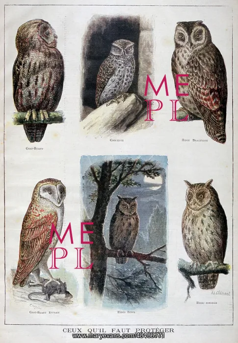 : Illustration depicting birds (Owls), useful to : Illustration depicting birds (Owls), useful to