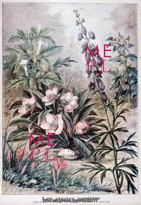  : Illustration depicting harmful or poisonous plants. 1897