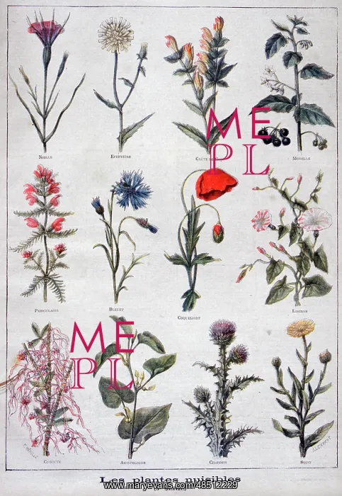  : Illustration depicting harmful or poisonous plants. 1897