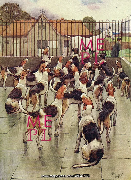 : Illustration, foxhounds howling in chorus : Illustration, foxhounds howling in chorus