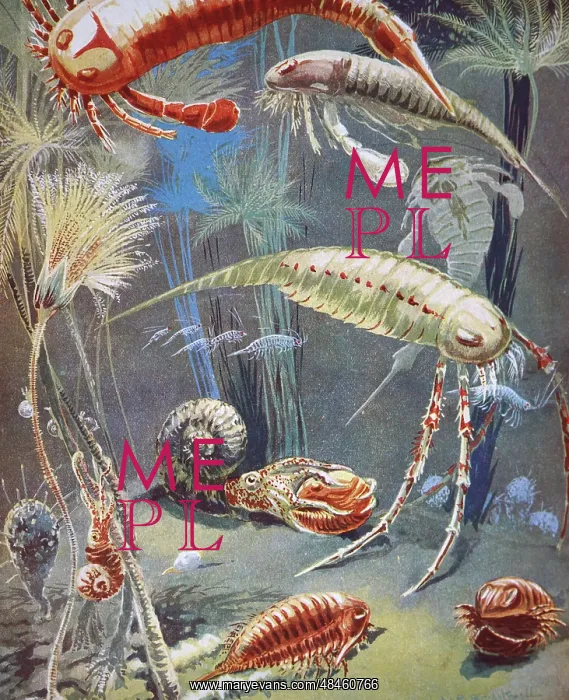 : Illustration of gastropods and undersea creatures : Illustration of gastropods and undersea creatures