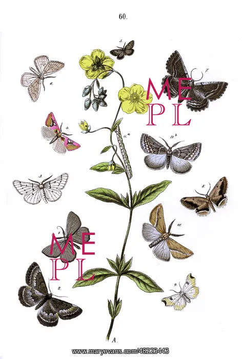 : Illustration, Geometrae : Illustration, Geometrae