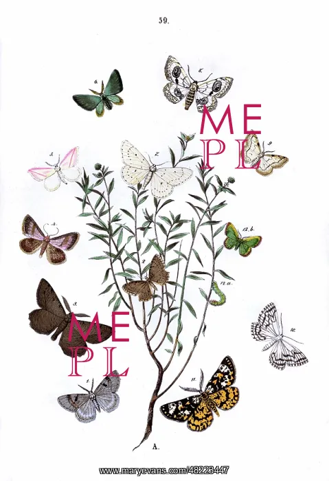: Illustration, Geometrae : Illustration, Geometrae