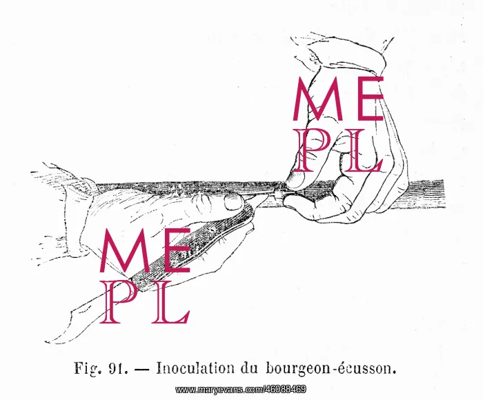 : Illustration of inoculation of a bud shield : Illustration of inoculation of a bud shield