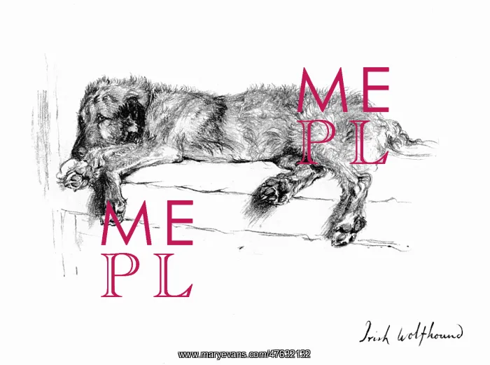 : Illustration of an Irish Wolfhound by Cecil Aldin : Illustration of an Irish Wolfhound by Cecil Aldin