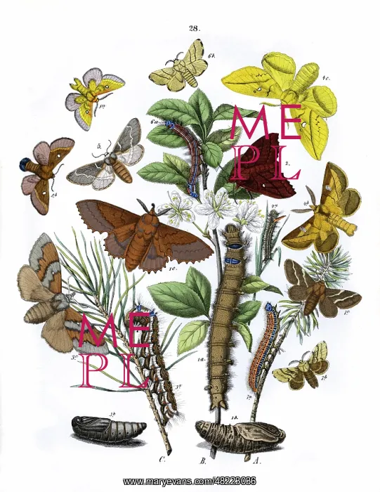 : Illustration, Lasiocampidae : Illustration, Lasiocampidae