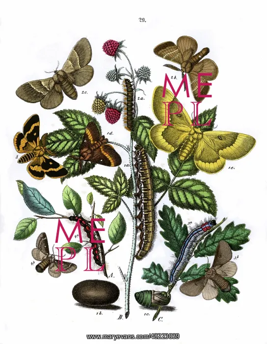 : Illustration, Lasiocampidae : Illustration, Lasiocampidae