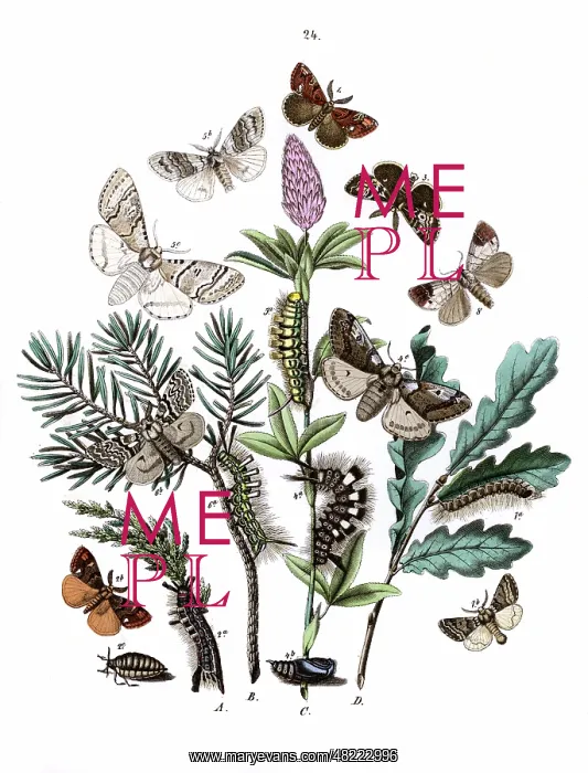 : Illustration, Liparidae -- Notodontidae : Illustration, Liparidae -- Notodontidae